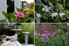 tuin 4.jpg